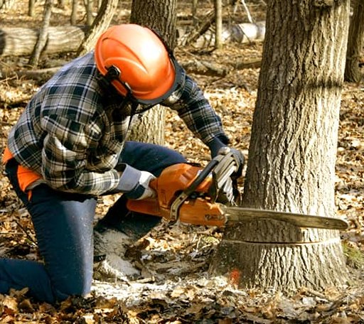 Tree Removal in Eden, NC